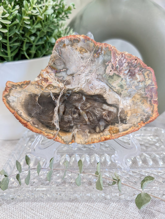 Petrified Wood Slab — Madagascar