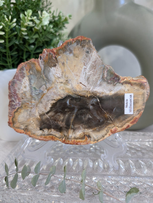 Petrified Wood Slab — Madagascar