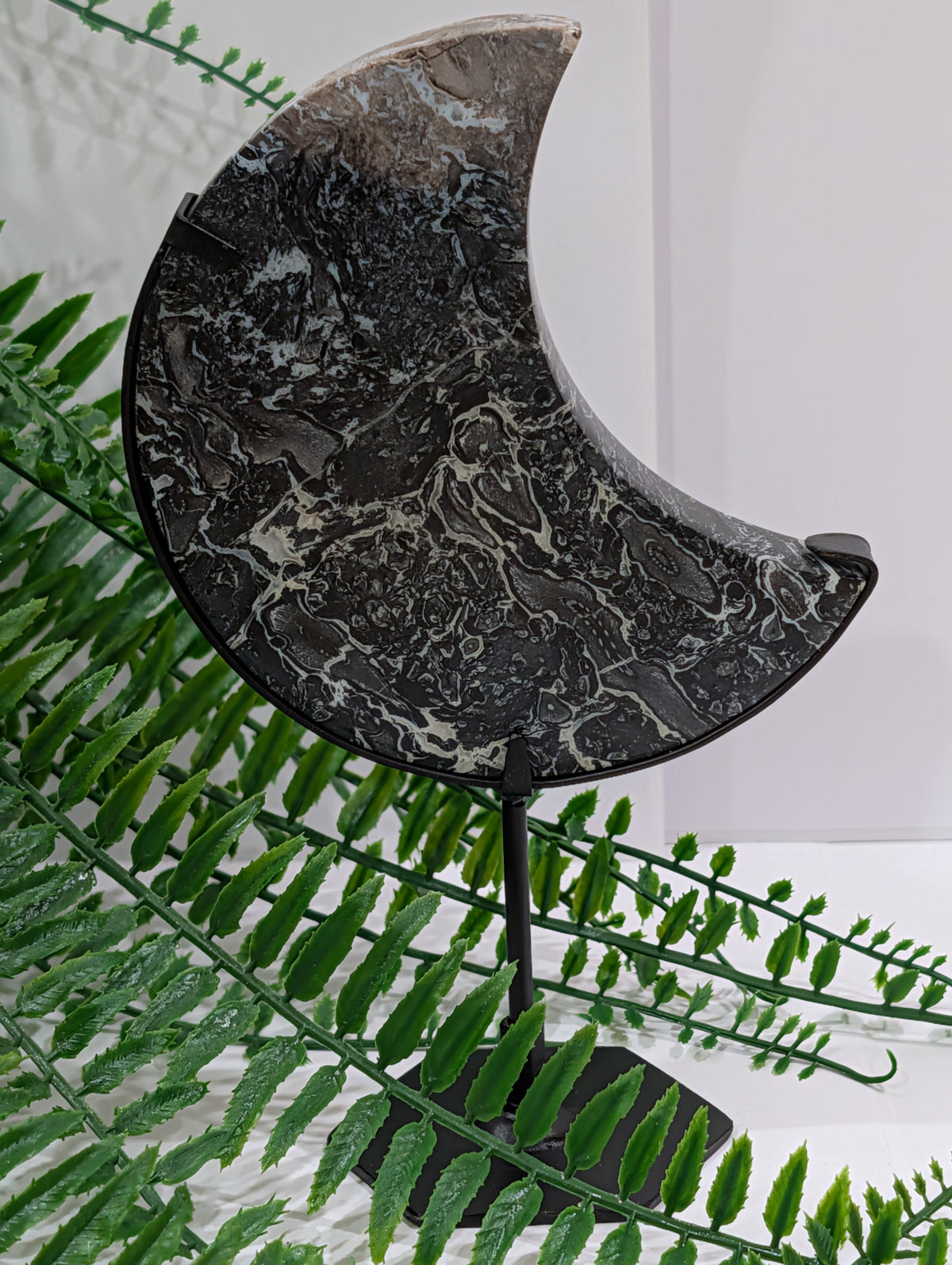 Palm Root Moon on Black Stand